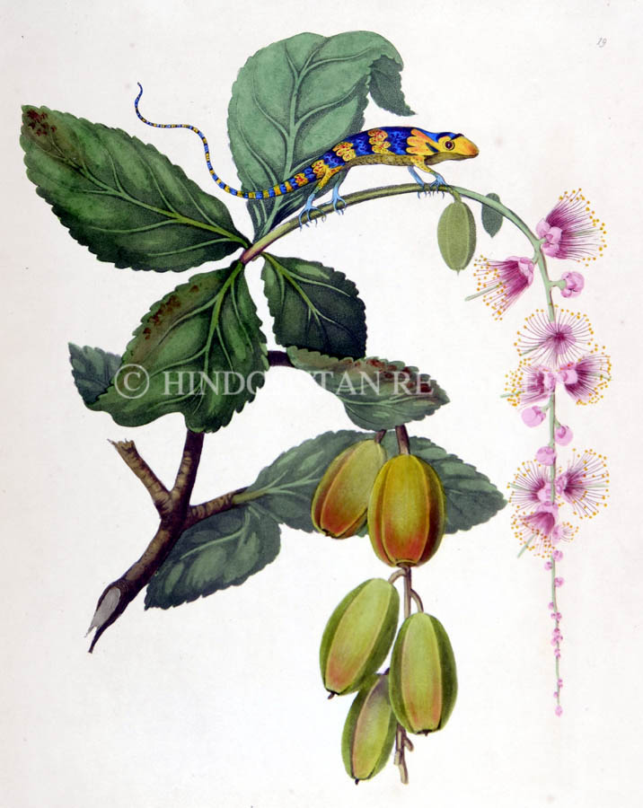 /data/Original Prints/Natural History/BLUE LIZARD AND NEVA TREE.jpg